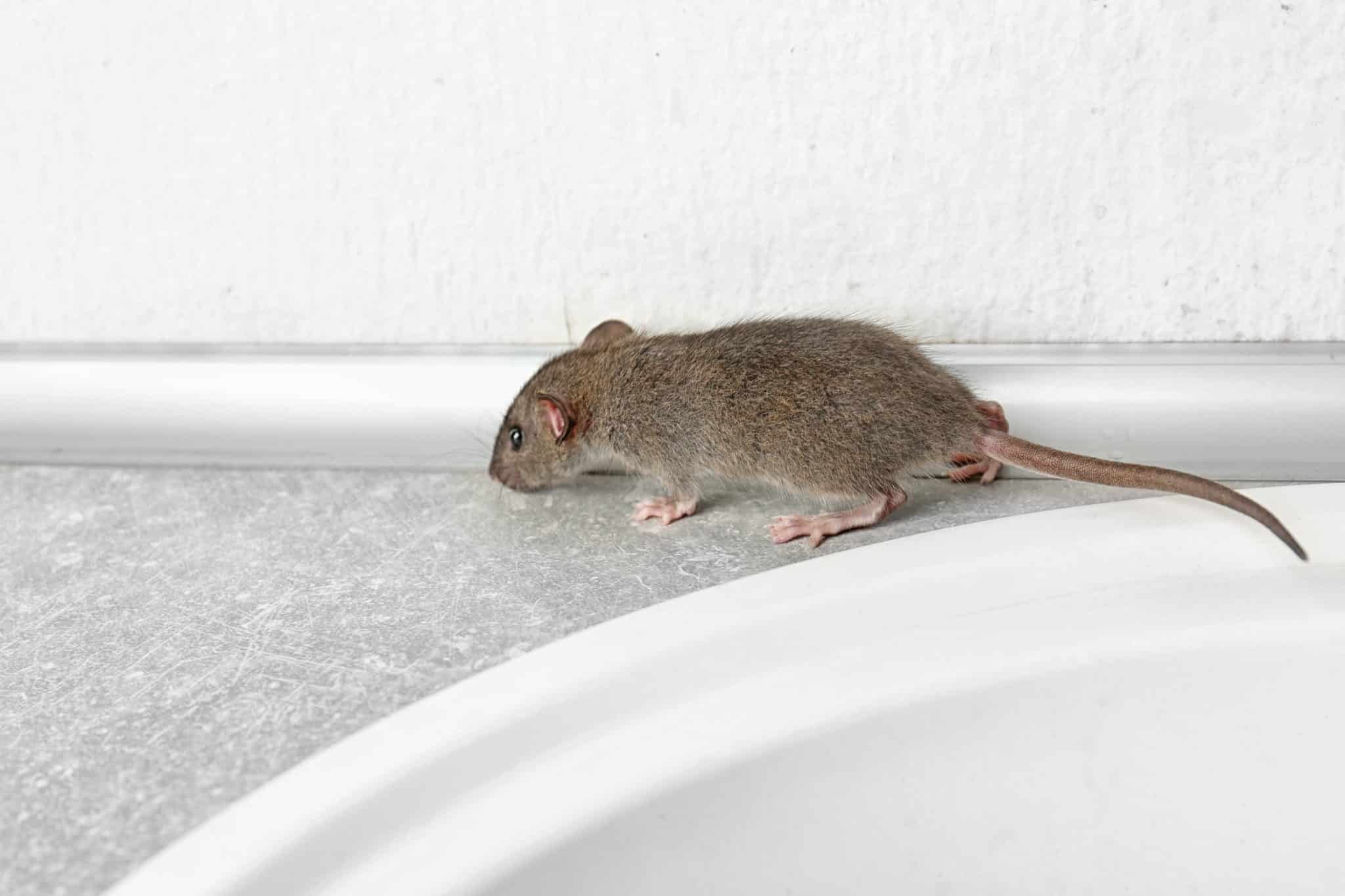 Rat