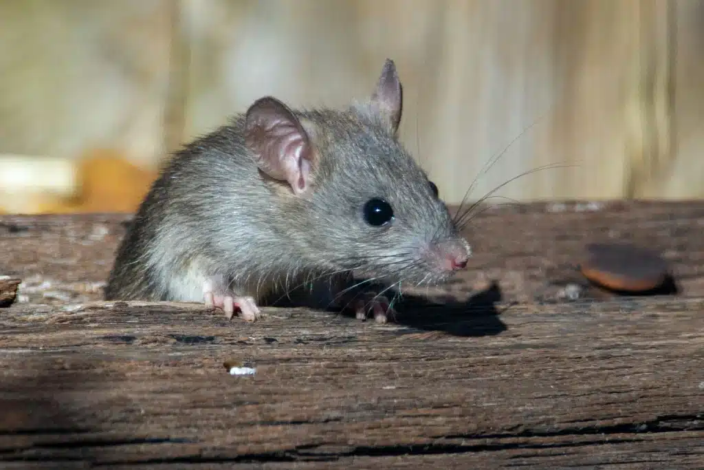 invasion de rats nécessitant un deratiseur paris