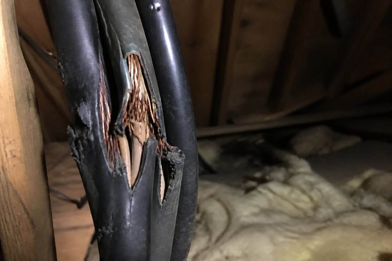 Câbles électriques rongés par des rats dans des combles
